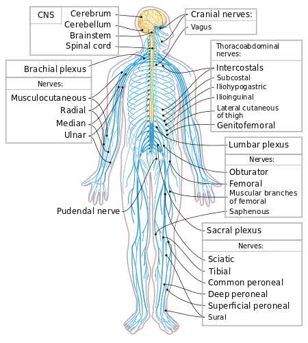 Peripheral nervous system